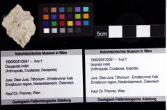 Foto (Objket + Etiketten) von Isopoda indet. 